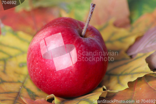 Image of Red apple on autumn leaves