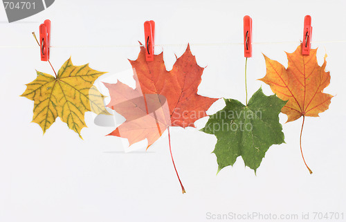 Image of Autumn leaves on a linen cord