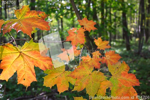 Image of Maple autumn leaves in wood