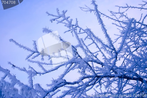 Image of Winter branches of a tree in hoarfrost