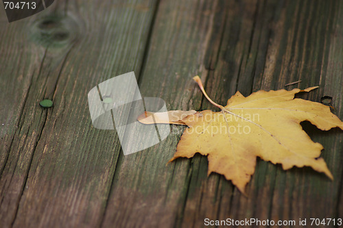 Image of Maple autumn sheet on old boards