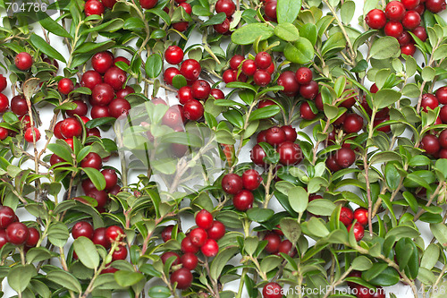 Image of Cowberry by background