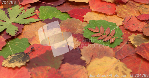 Image of Autumn sheet background