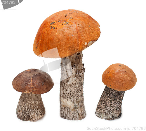 Image of Three mushrooms