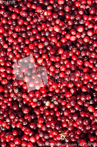 Image of Cranberries by background