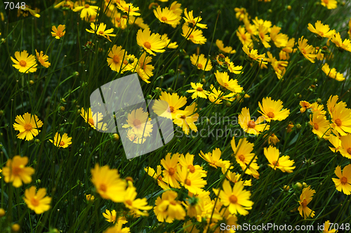 Image of Field of yellow flowers III