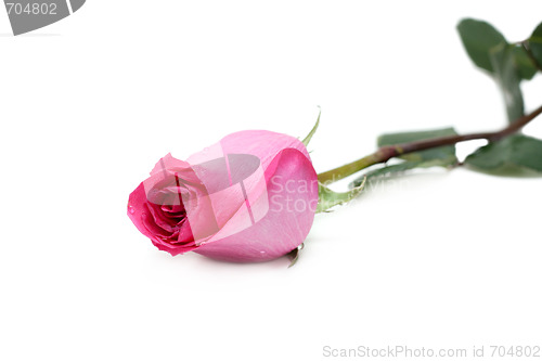 Image of Rose in drop of water