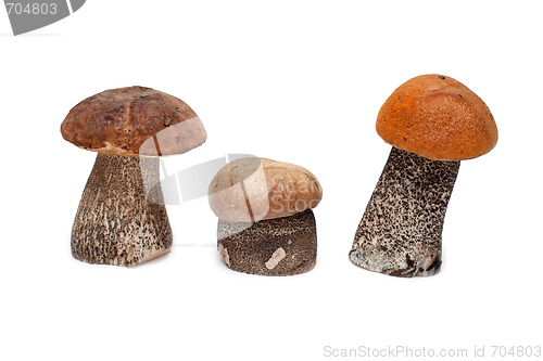 Image of Three mushrooms