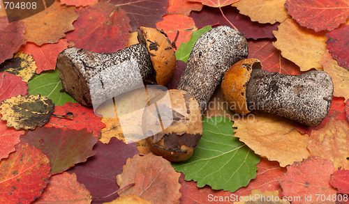 Image of Mushrooms put on autumn sheet