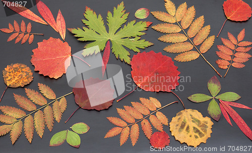 Image of Autumn sheet