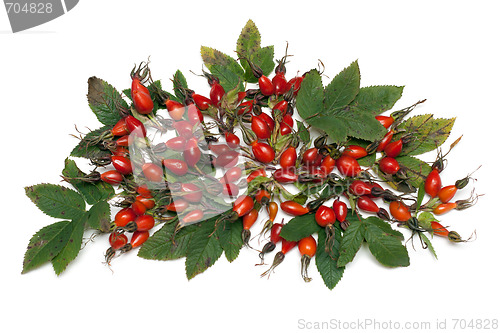 Image of Wild rose with green sheet