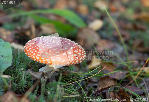 Image of Poisonous red mushroom