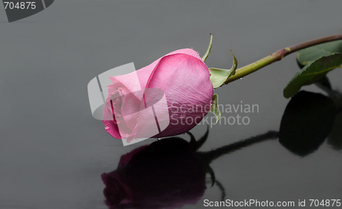 Image of Rose with dewdrop on gray background