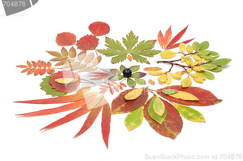 Image of Autumn still life from sheet