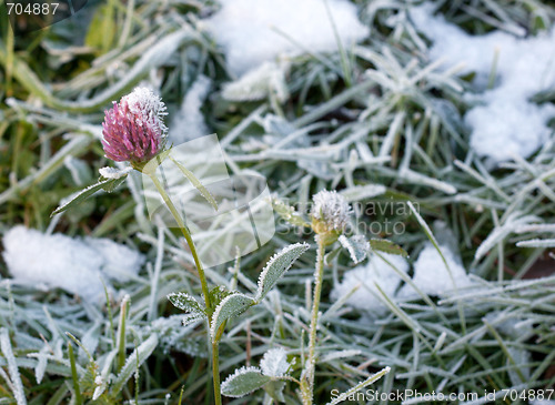 Image of Clover frosted