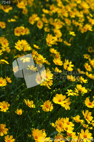 Image of Field of yellow flowers II