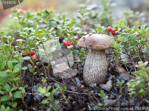 Image of Mushroom in branch of the cowberry