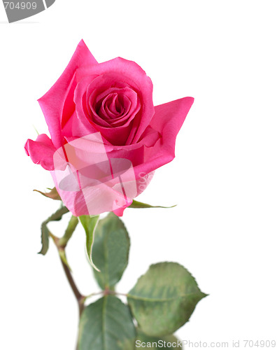 Image of Flower rose with green stalk