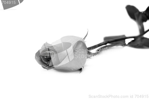 Image of Rose in monochrome colour