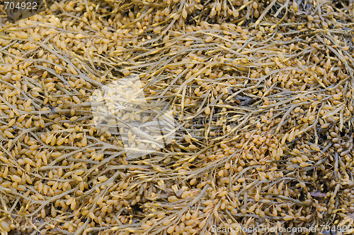 Image of Sea kale, White sea