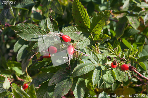 Image of Red wild rose