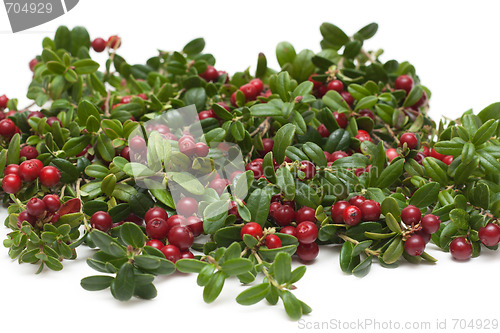 Image of Branches of the cowberry insulated