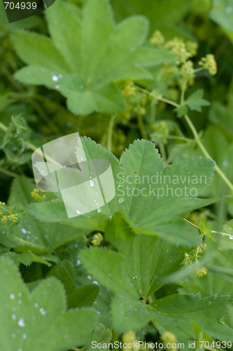 Image of Green sheet with drop