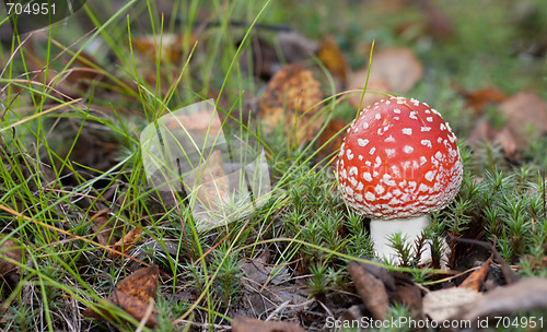 Image of Poisonous red mushroom