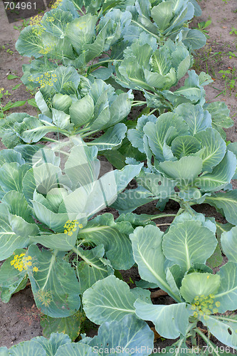 Image of Cabbage grow on land