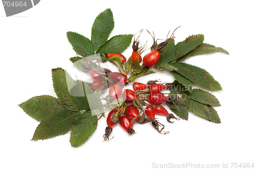 Image of Wild rose with green sheet