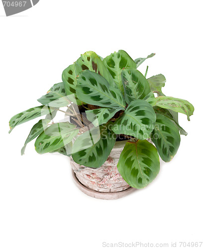 Image of Green home flower in pot