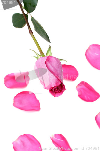 Image of Rose, petal of the rose