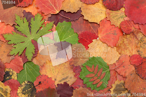 Image of Autumn sheet on white background