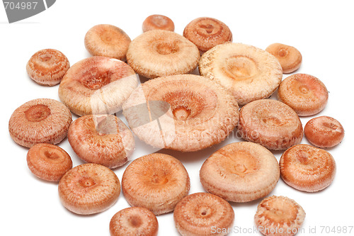 Image of Disposit mushroom