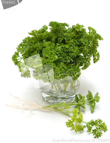 Image of Green parsley
