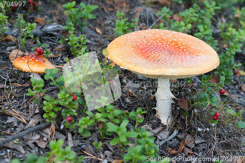 Image of Two poisonous mushroom
