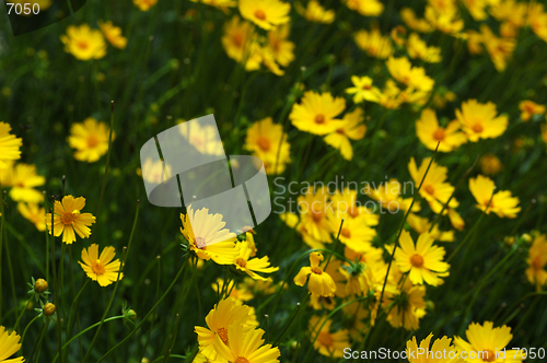 Image of Field of yellow flowers I