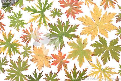 Image of Colour autumn sheet background