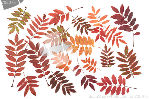 Image of  Rowanberry sheet background