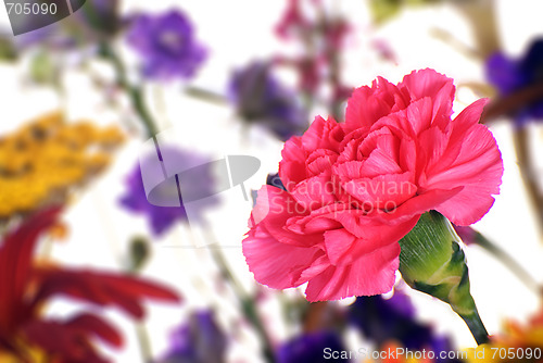 Image of Pink Carnation