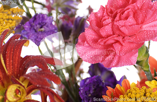 Image of Morning Dew On Flowers