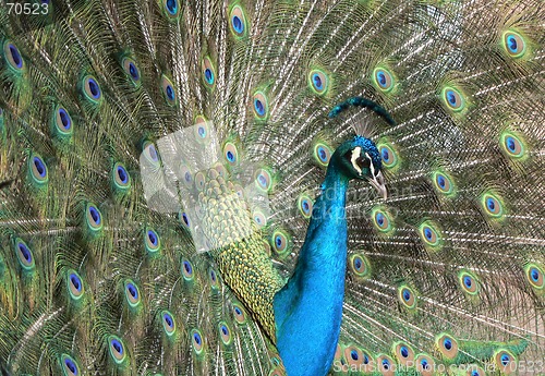 Image of Peacock