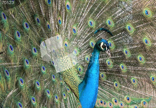 Image of Peacock