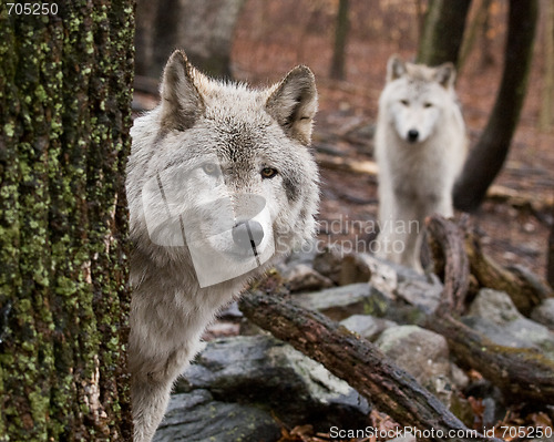 Image of Wary Wolves