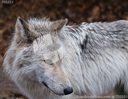 Image of Wolf