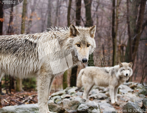 Image of Wary Wolves