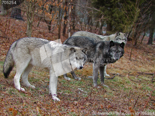 Image of Wary Wolves