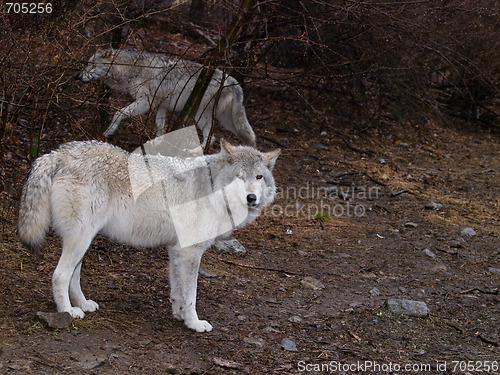 Image of Wolves