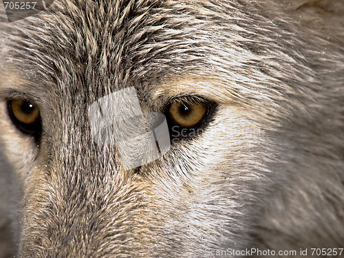 Image of Wolf Eyes