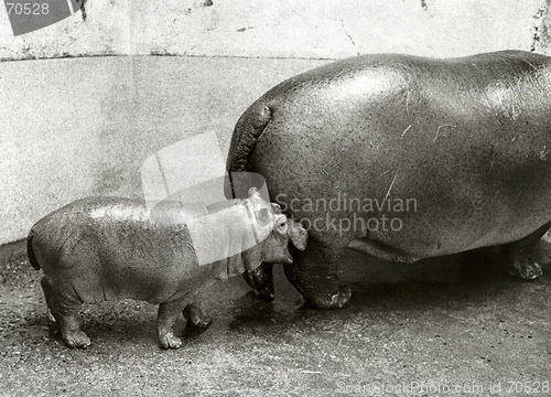 Image of Hippopotamus with baby